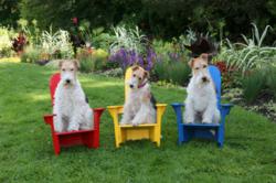 Basin Harbor is dog friendly in all their cottage accommodations